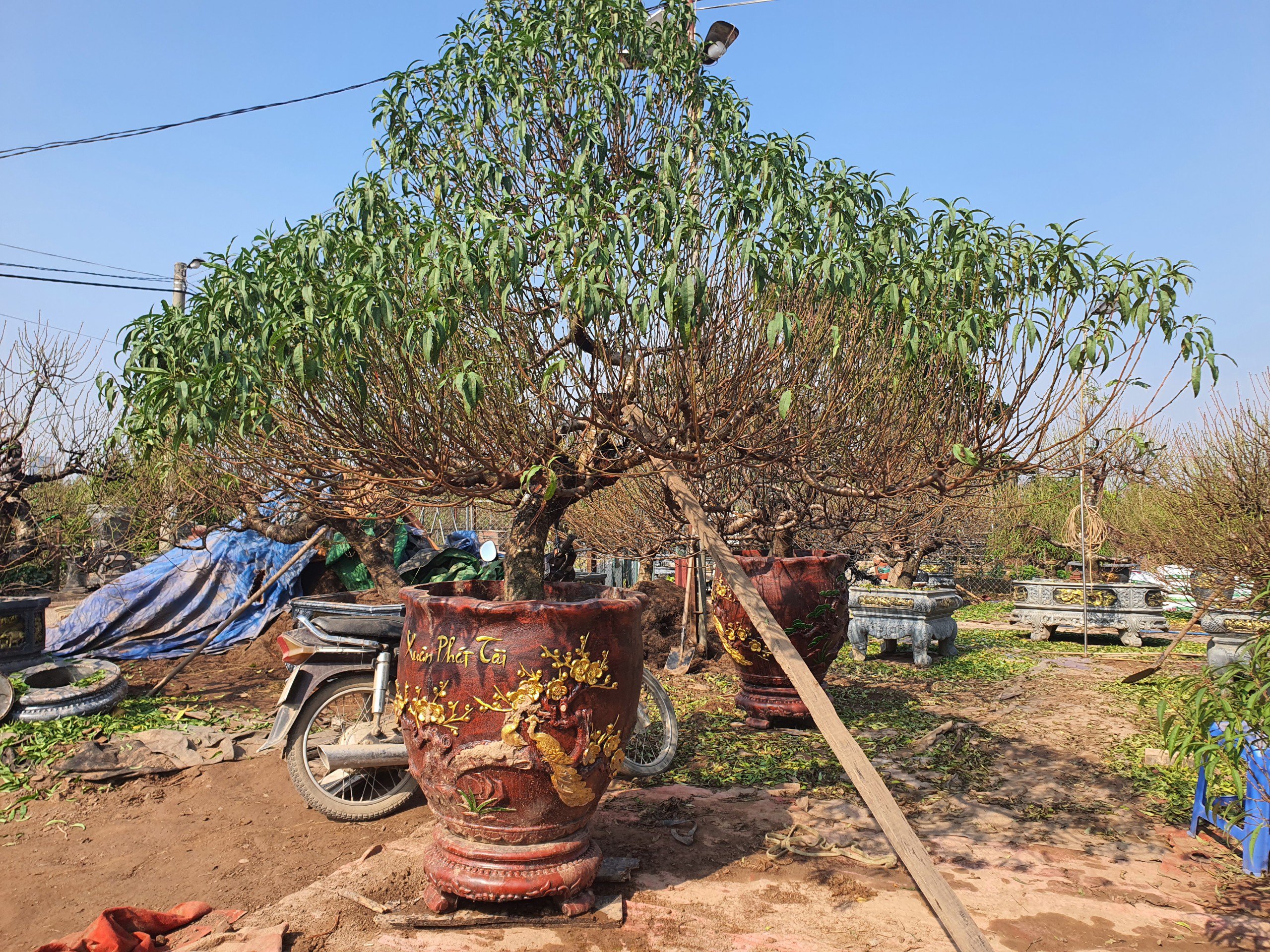 Nghề “vặt lá trả tiền” tại Hà Nội, cứ đến dịp này lại làm không hết việc - 3