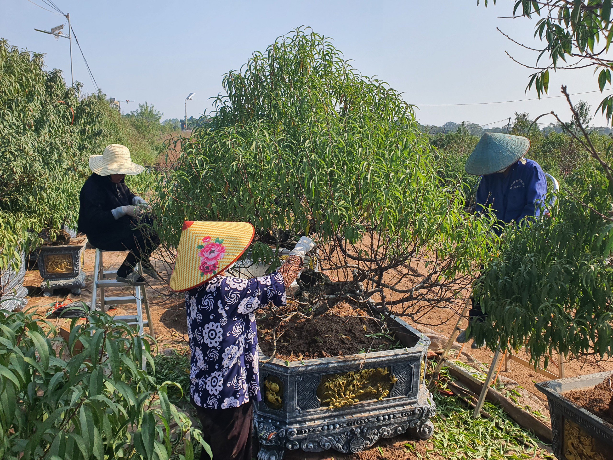 Nghề “vặt lá trả tiền” tại Hà Nội, cứ đến dịp này lại làm không hết việc - 1