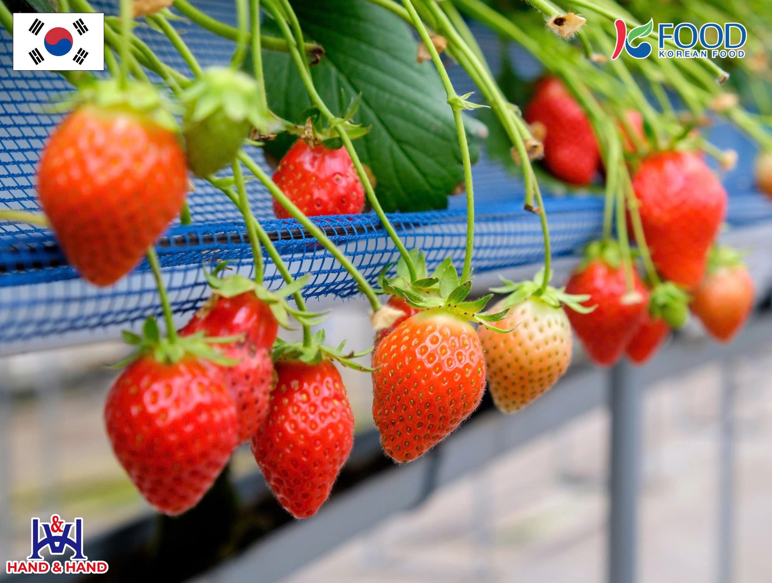Dâu tây Hàn Quốc – Trái cây mùa đông giàu vitamin, lựa chọn lý tưởng cho Giáng Sinh và năm mới - 2