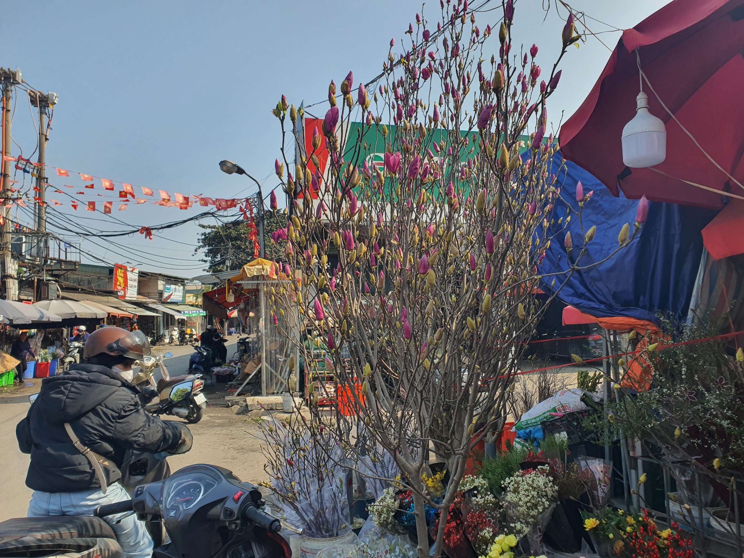 Loại hoa của Trung Quốc “đổ bộ” chợ Hà Nội, chị em “thi nhau” mua về cắm với giá hàng triệu đồng/cành - 2