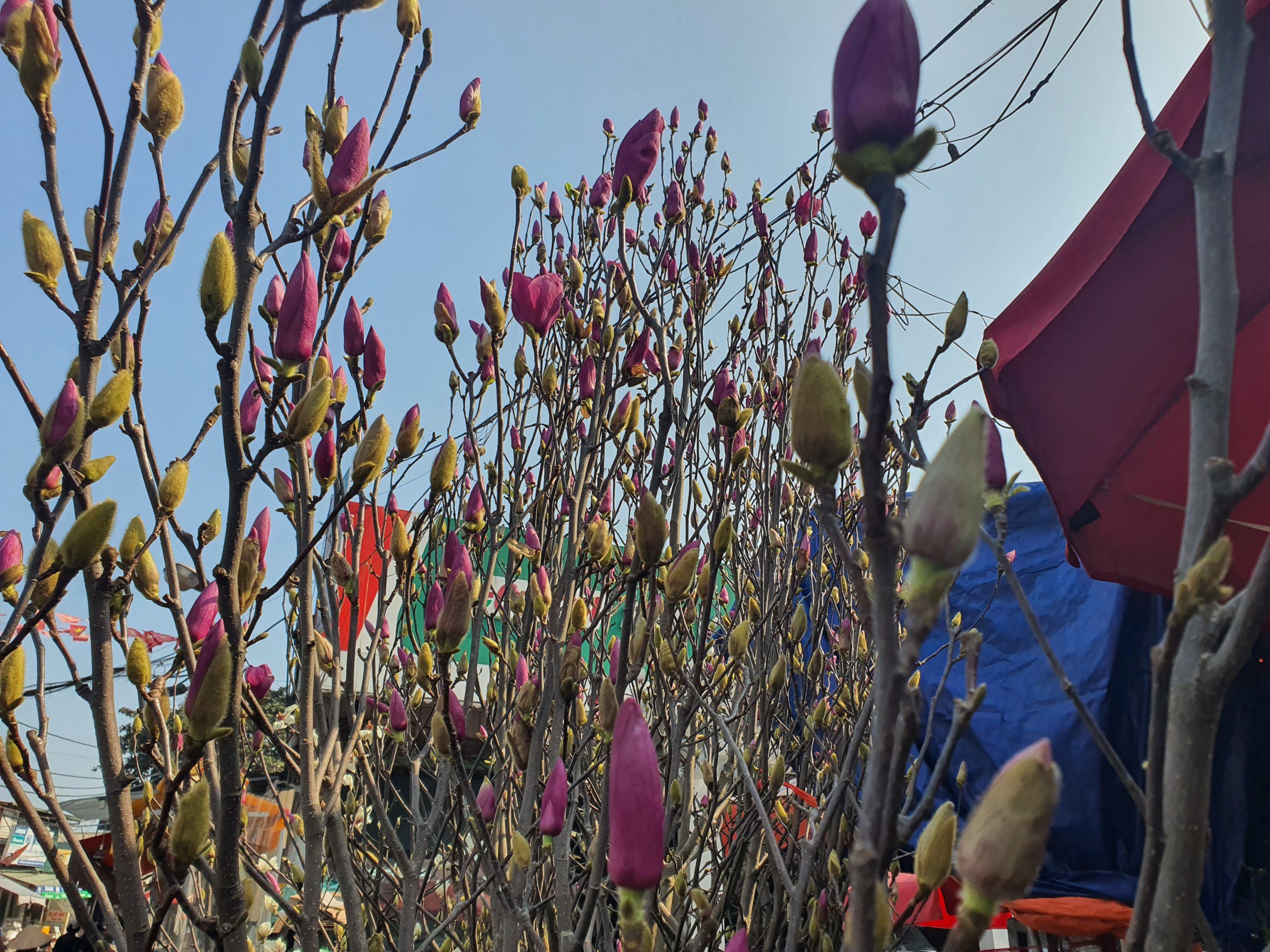 Loại hoa của Trung Quốc “đổ bộ” chợ Hà Nội, chị em “thi nhau” mua về cắm với giá hàng triệu đồng/cành - 6