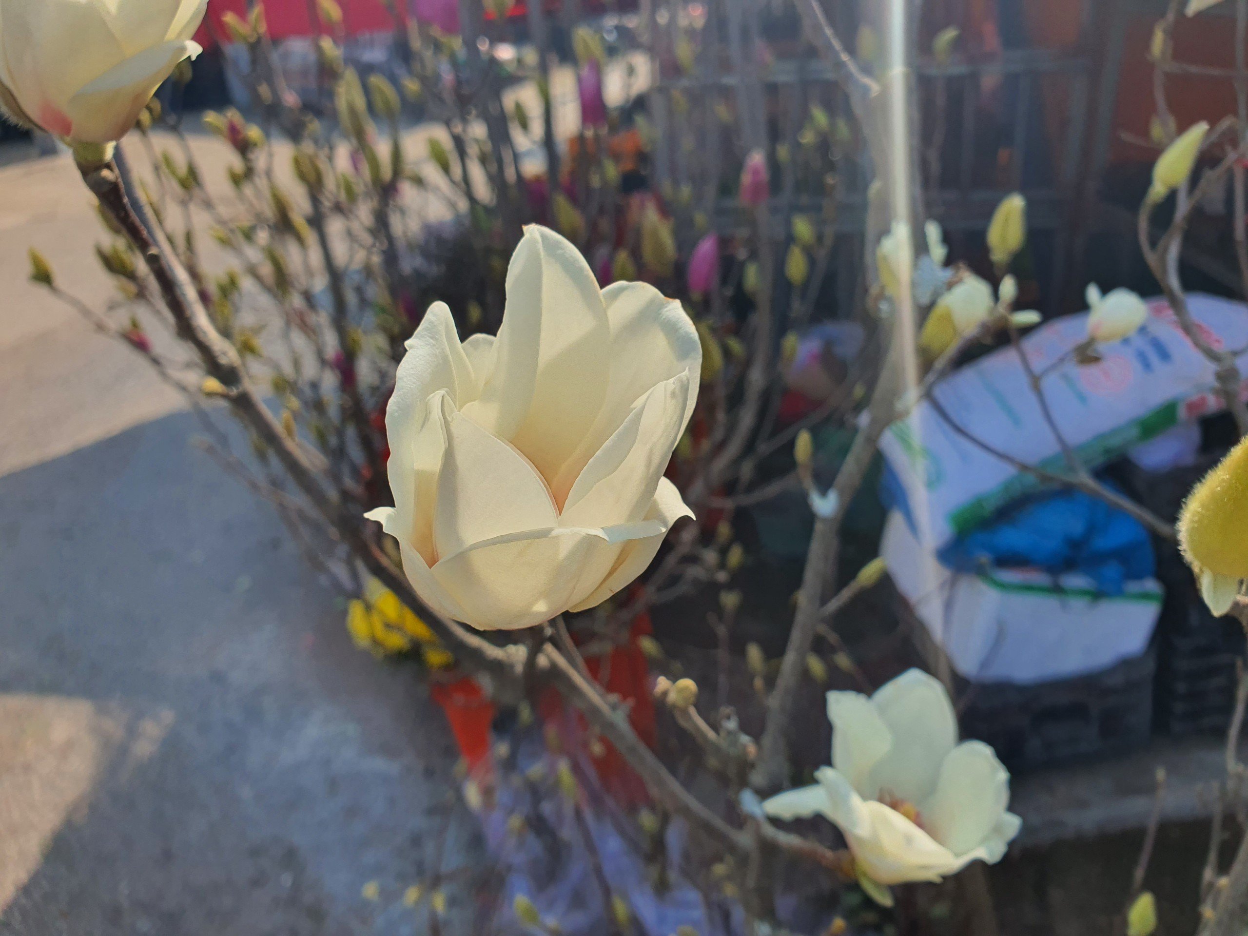 Loại hoa của Trung Quốc “đổ bộ” chợ Hà Nội, chị em “thi nhau” mua về cắm với giá hàng triệu đồng/cành - 5