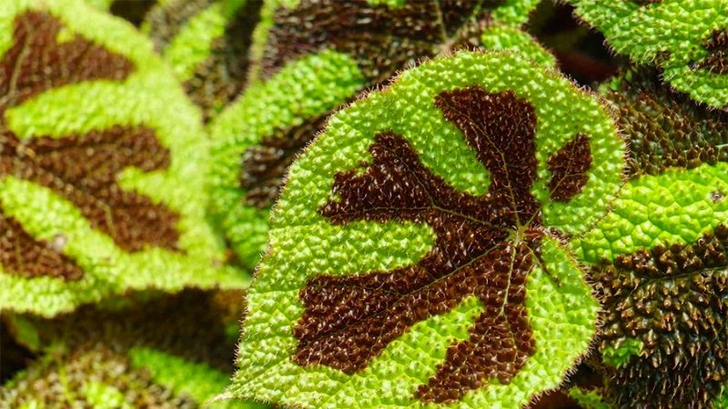 Loại lá quen thuộc đang được người bị đau xương khớp “truyền tai nhau” săn lùng - 1