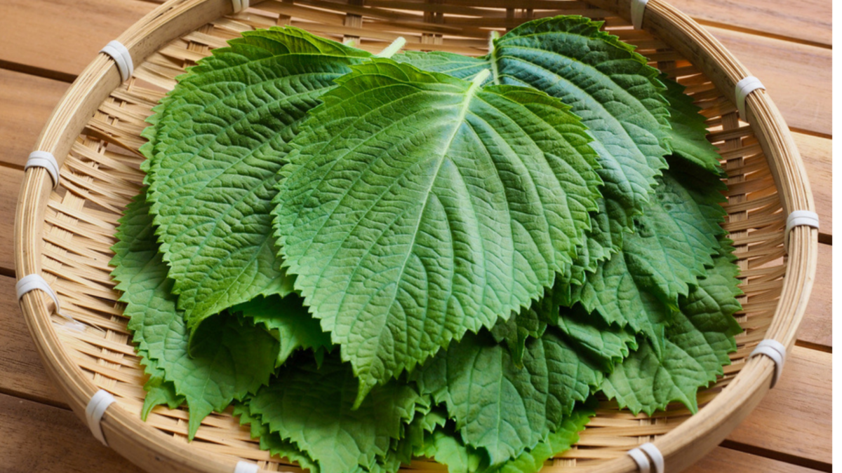 Loại lá ví như " hồi sinh phổi" ở Nhật cực đắt đỏ nhưng ở Việt Nam “rẻ như cho” - 1