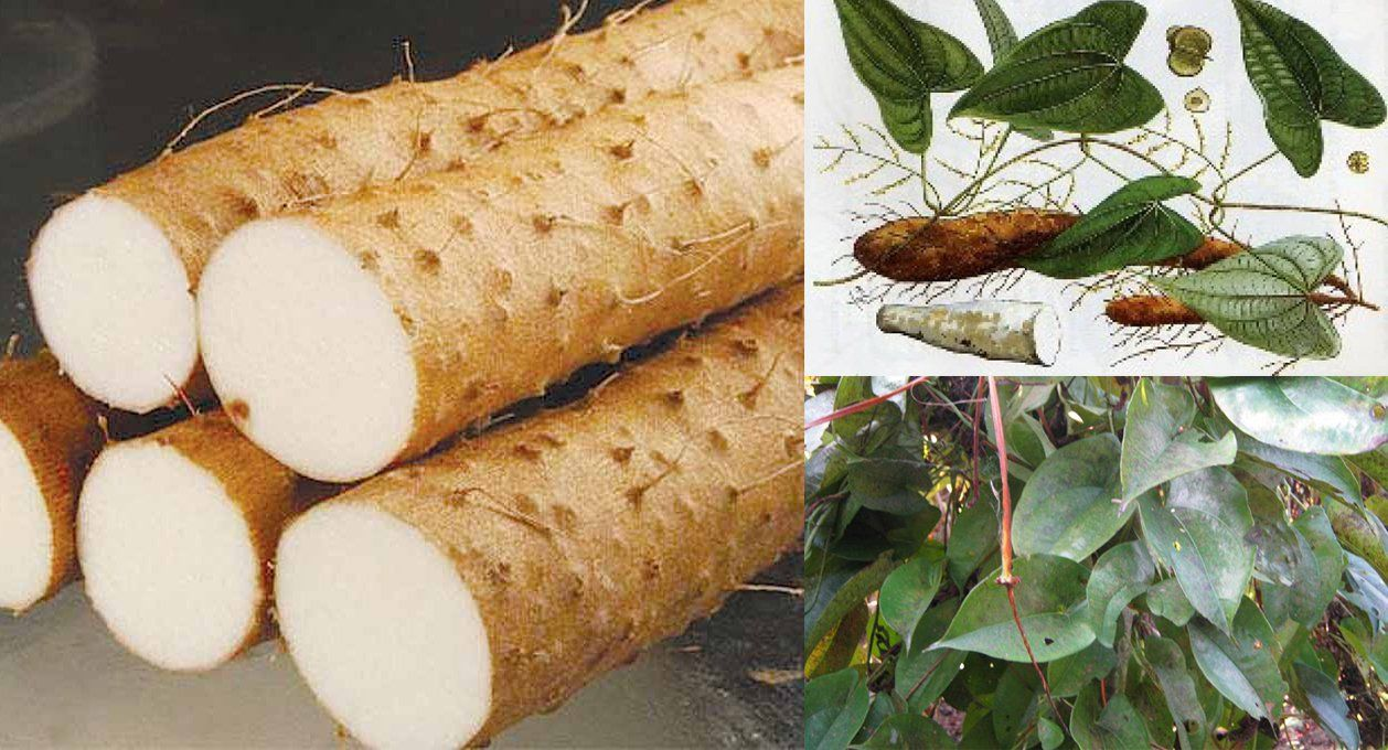 Việt Nam có một “báu vật dưới lòng đất” dài cả mét, tuy xấu xí nhưng siêu bổ dưỡng cho bàng quang! - 1