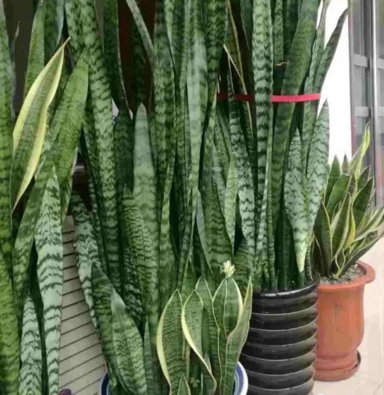 Lưỡi hổ trồng lâu nhưng không ra chồi mới, kiểm tra 4 nơi này, ra Tết chồi non mọc vỡ chậu - 3