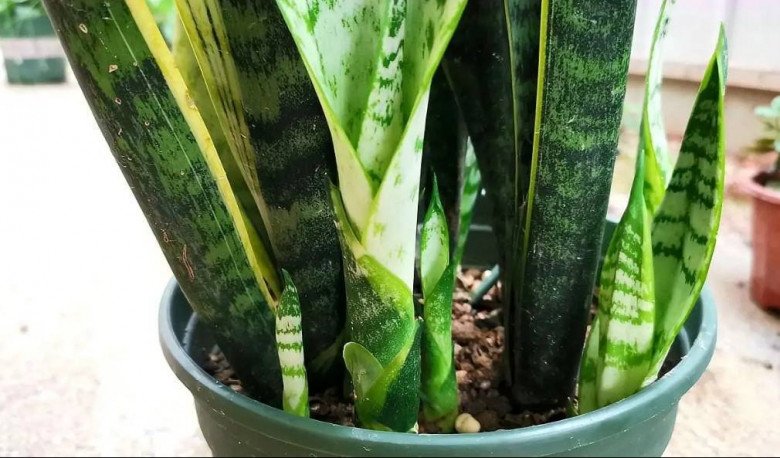 Lưỡi hổ trồng lâu nhưng không ra chồi mới, kiểm tra 4 nơi này, ra Tết chồi non mọc vỡ chậu - 1