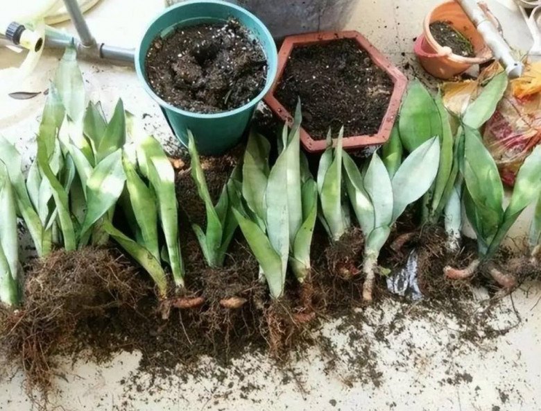 Lưỡi hổ trồng lâu nhưng không ra chồi mới, kiểm tra 4 nơi này, ra Tết chồi non mọc vỡ chậu - 4