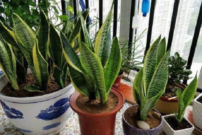 Lưỡi hổ trồng lâu nhưng không ra chồi mới, kiểm tra 4 nơi này, ra Tết chồi non mọc vỡ chậu - 5
