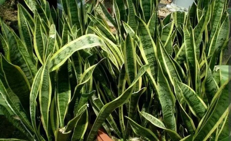 Lưỡi hổ trồng lâu nhưng không ra chồi mới, kiểm tra 4 nơi này, ra Tết chồi non mọc vỡ chậu - 2