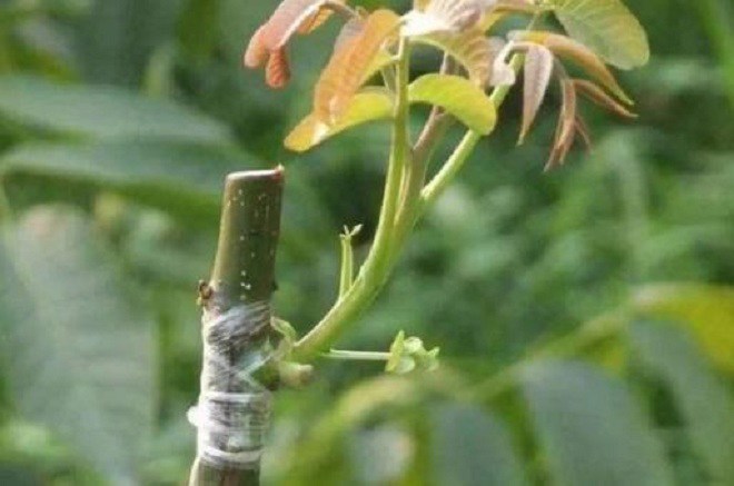 Túi nilon là bảo bối để trồng hoa, cây đang &#34;sống dở chết dở&#34; sẽ nhanh chóng hồi sinh - 3