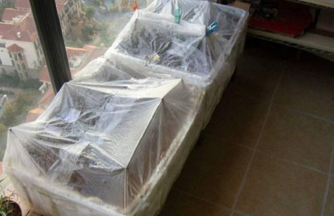 Túi nilon là bảo bối để trồng hoa, cây đang &#34;sống dở chết dở&#34; sẽ nhanh chóng hồi sinh - 4