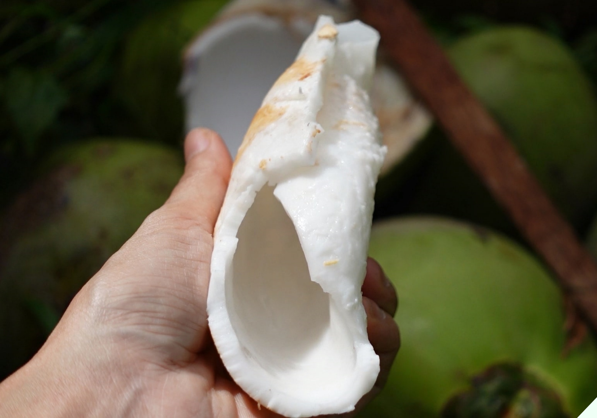 Làm mứt nhớ ngâm dừa vào thứ nước này, mứt dừa dẻo ngon, trắng đẹp không sợ bị chảy nước - 4