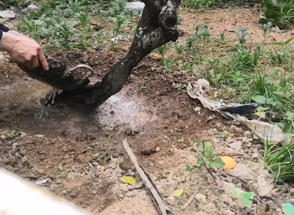 Hoa đào thích nhất 5 loại nước này, cho cây “uống” đều đặn, hoa bung nở từng chùm đúng Tết - 10