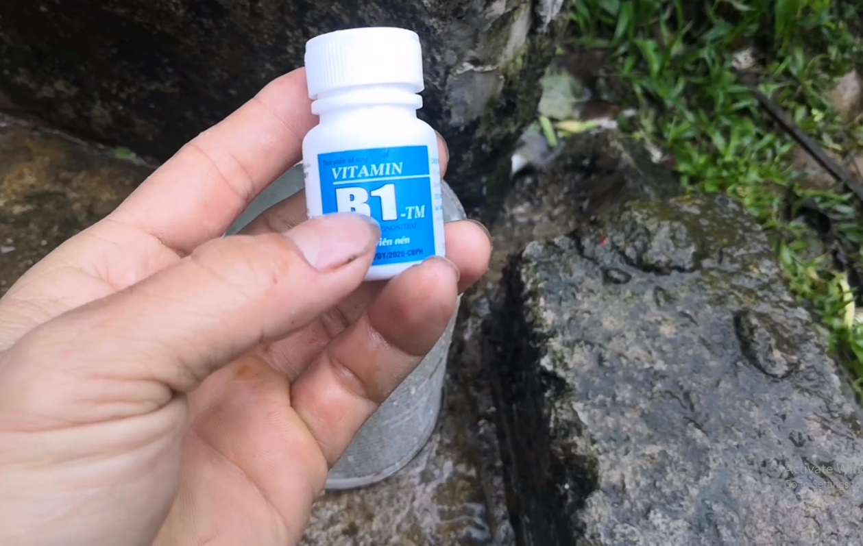 Hoa đào thích nhất 5 loại nước này, cho cây “uống” đều đặn, hoa bung nở từng chùm đúng Tết - 8