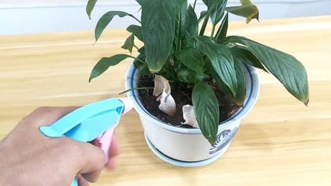 Cây bị rệp trắng tấn công hãy tưới thứ “nước thần” này, sau 1 đêm sẽ hết sạch - 2