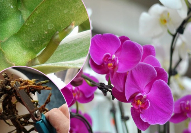 Lan hồ điệp chơi Tết xong đừng vứt vội, mang ra vườn làm theo cách này tuôn hoa như suối - 1