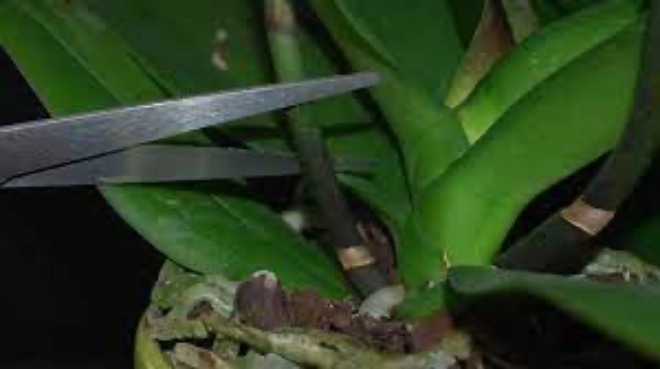 Lan hồ điệp chơi Tết xong đừng vứt vội, mang ra vườn làm theo cách này tuôn hoa như suối - 2