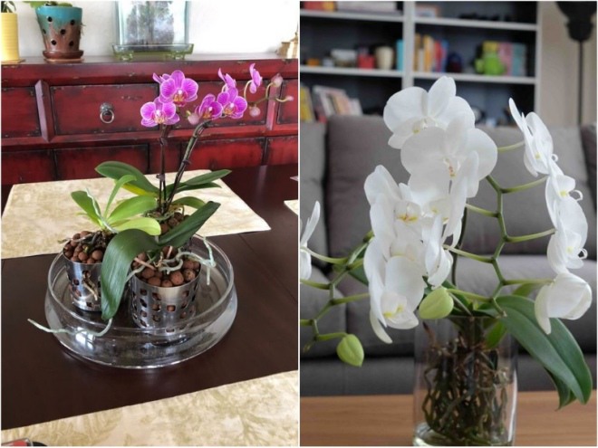 Lan hồ điệp chơi Tết xong đừng vứt vội, mang ra vườn làm theo cách này tuôn hoa như suối - 3