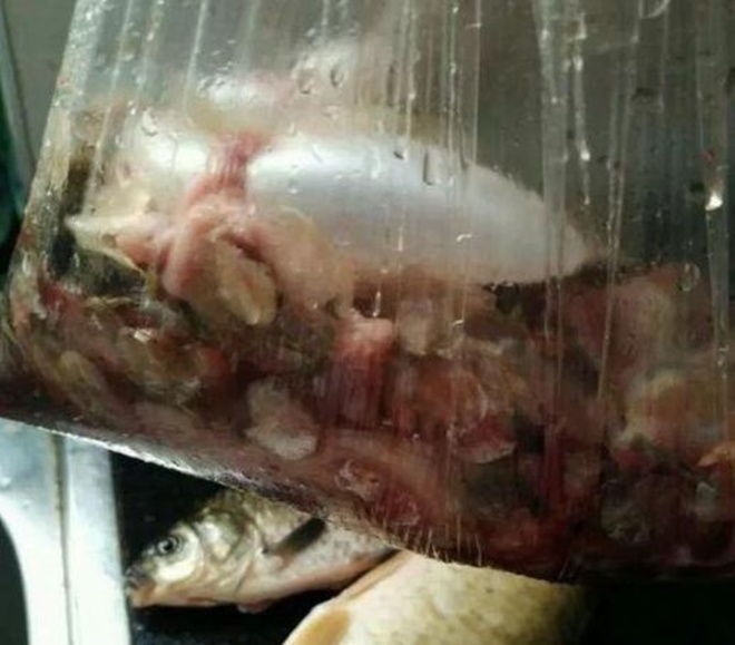 Mùa đông cho hoa hồng “ăn cá”, sang năm cành lá phát triển sum suê, hoa nở rực rỡ - 2