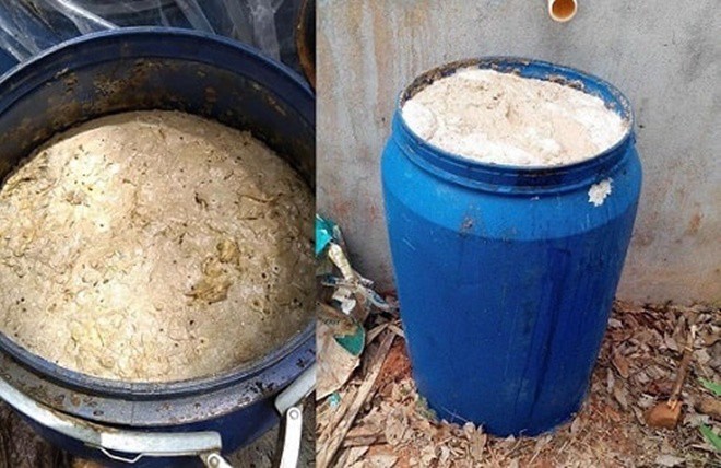 Mùa đông cho hoa hồng “ăn cá”, sang năm cành lá phát triển sum suê, hoa nở rực rỡ - 4