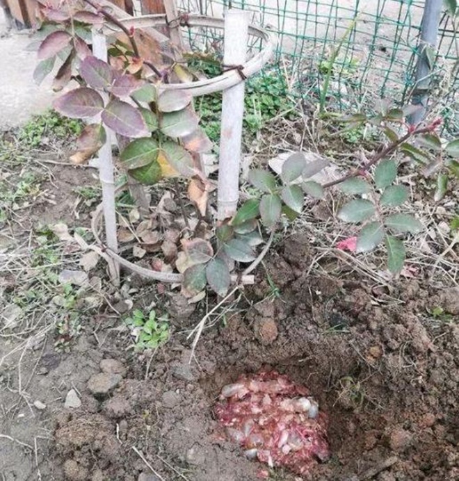 Mùa đông cho hoa hồng “ăn cá”, sang năm cành lá phát triển sum suê, hoa nở rực rỡ - 3