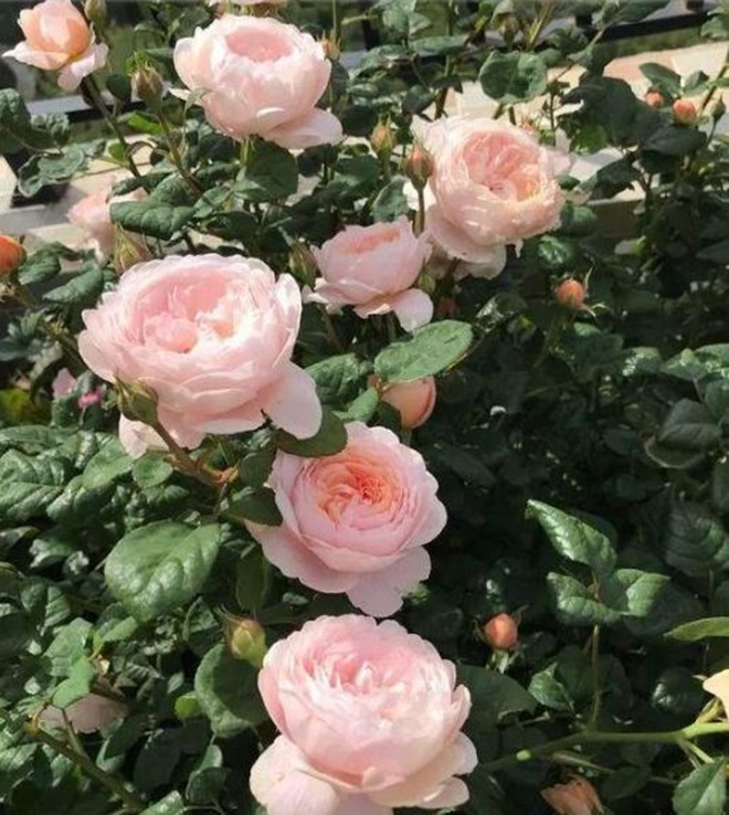 Mùa đông cho hoa hồng “ăn cá”, sang năm cành lá phát triển sum suê, hoa nở rực rỡ - 1