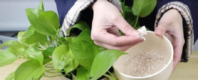 Gạo là “tiên dược” để trồng cây, rắc một nắm vào chậu, lá cả năm không vàng, mầm xanh bật ra - 4