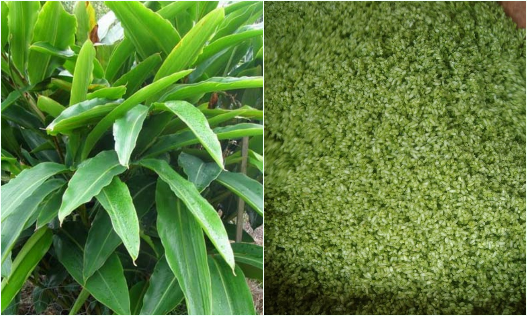 Luộc bánh chưng cứ cho “thuốc tiêu mặn” vào nồi, không cần chờ 12 tiếng bánh đã chín mềm, xanh mướt mắt - 5