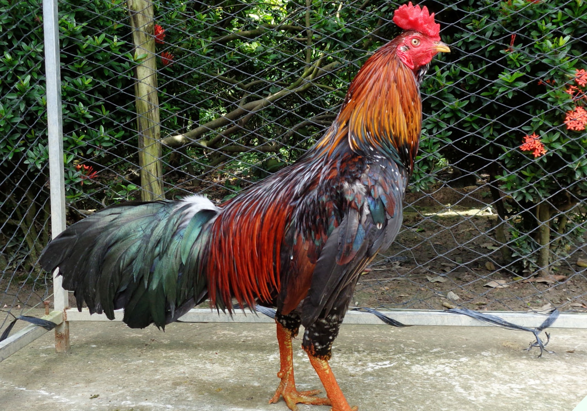 Luộc gà cúng Tết nên đặt úp hay ngửa mới đúng, đa số chị em đều làm sai bảo sao gà chỗ chín nứt da, chỗ đỏ như còn sống - 3