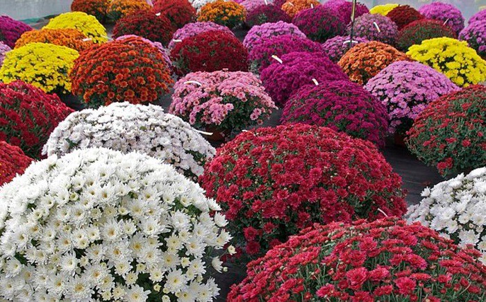 Cúc mâm xôi hút hàng dịp Tết, nhiều sao Việt cũng mua vài chậu về chưng, đây là lý do - 4