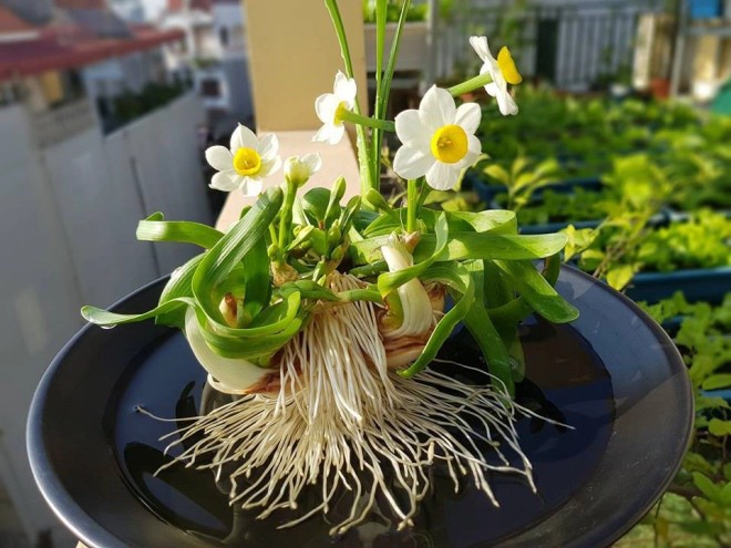 Loại cây này trồng thủy canh đẹp hơn trồng đất, chỉ cần một cốc nước sẽ có cả rừng hoa - 1