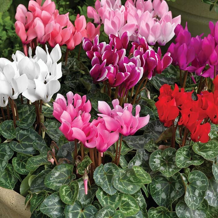 2 loại hoa Tết tàn rồi cũng đừng vội vứt đi, giữ lại có thể nở tiếp đẹp hơn gấp 10 lần - 1