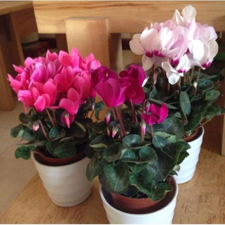 2 loại hoa Tết tàn rồi cũng đừng vội vứt đi, giữ lại có thể nở tiếp đẹp hơn gấp 10 lần - 2