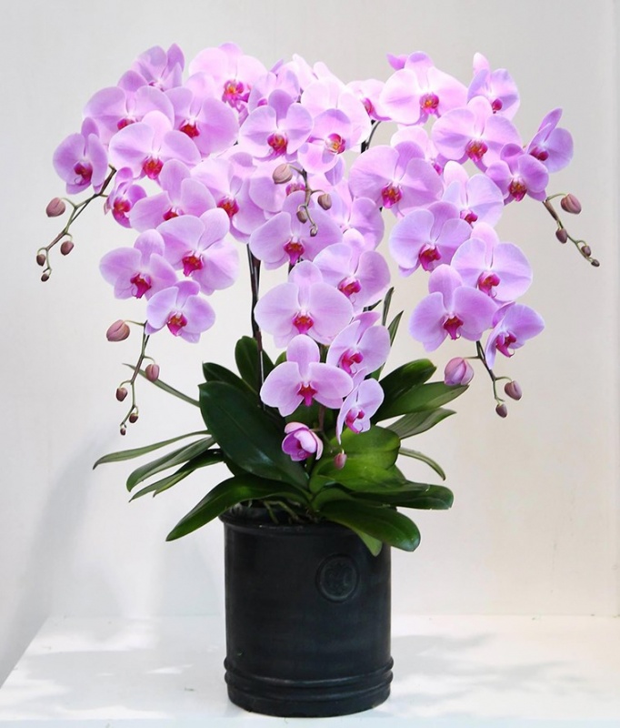 2 loại hoa Tết tàn rồi cũng đừng vội vứt đi, giữ lại có thể nở tiếp đẹp hơn gấp 10 lần - 4