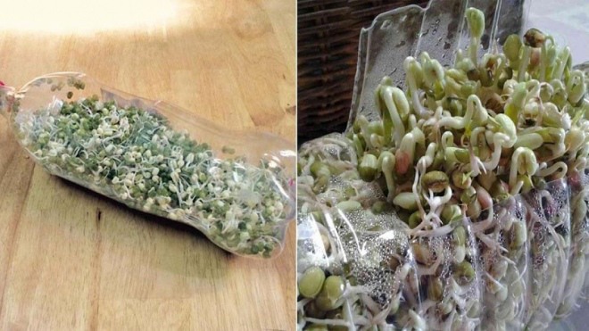 Đừng đi mua rau nữa, lấy chai nước cho thêm ít hạt này 10 ngày thu hoạch, cả nhà ăn không hết - 2
