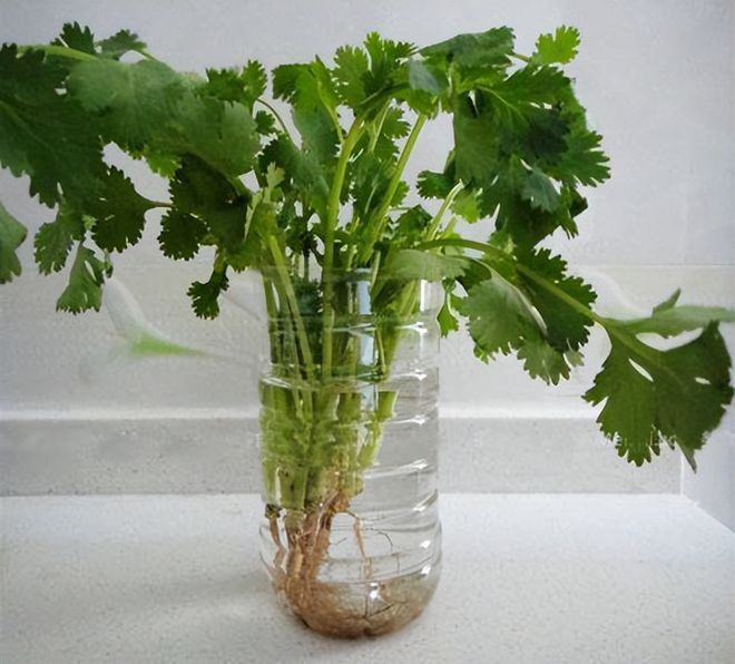 Đừng đi mua rau nữa, lấy chai nước cho thêm ít hạt này 10 ngày thu hoạch, cả nhà ăn không hết - 4