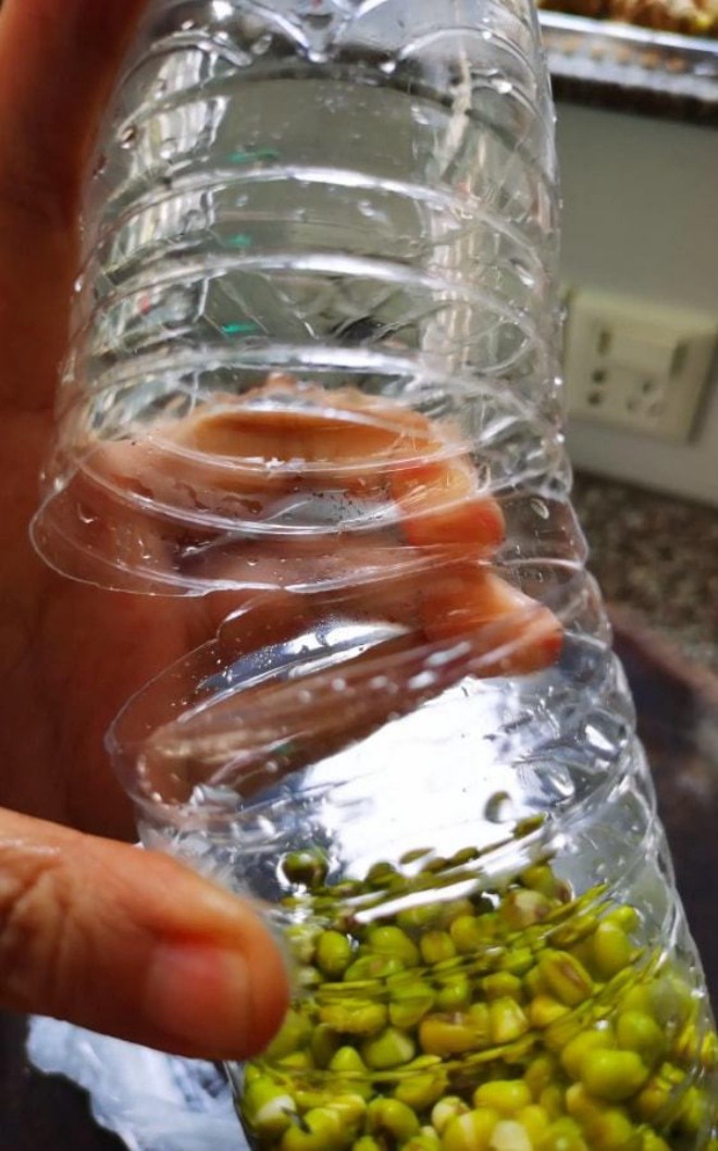 Đừng đi mua rau nữa, lấy chai nước cho thêm ít hạt này 10 ngày thu hoạch, cả nhà ăn không hết - 1