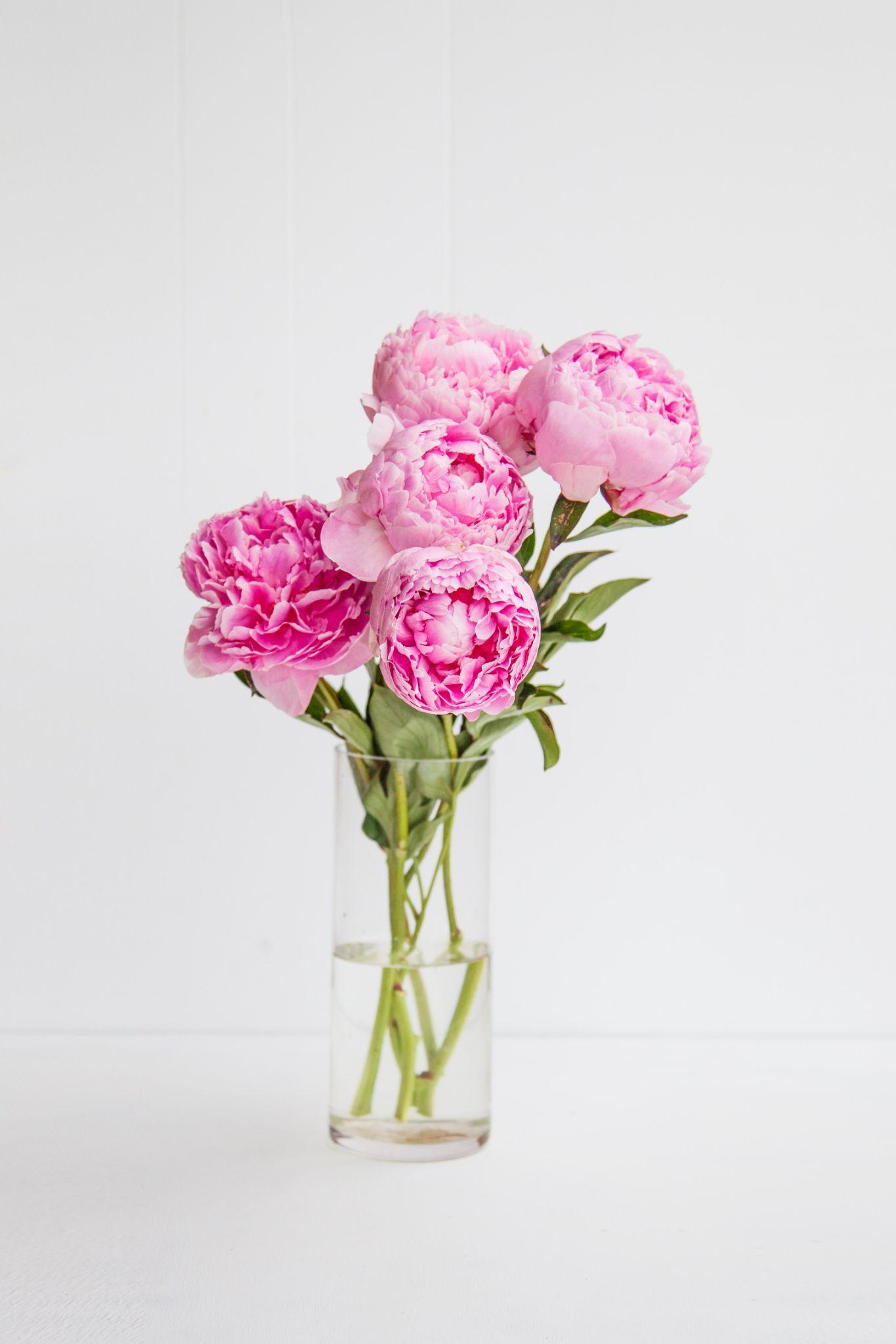 Cắm hoa mẫu đơn nhớ thêm bảo bối “ngọt ngọt”, hoa nở bung tươi lâu cả tháng - 6