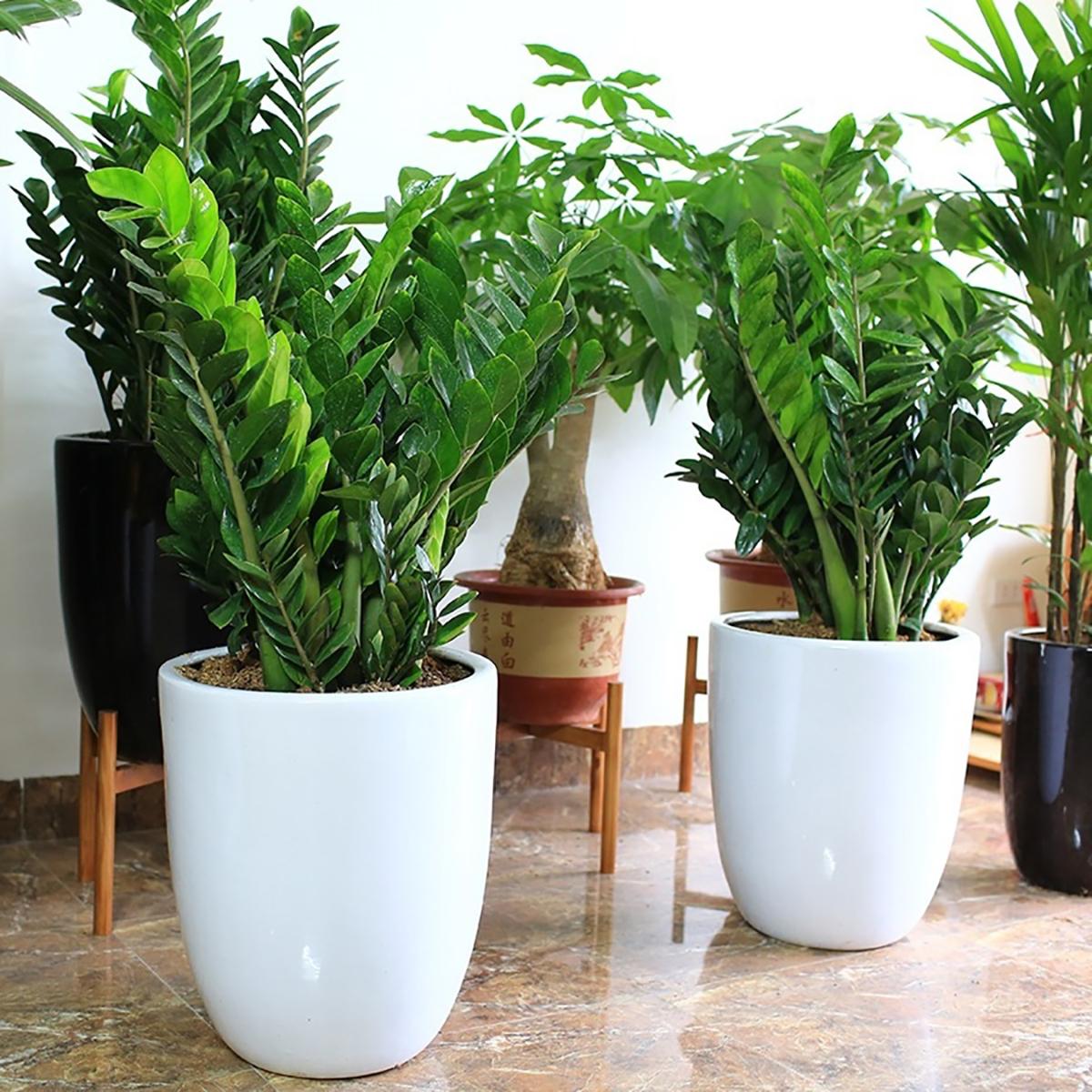 Cây kim tiền phát triển chậm, bỏ thêm 3 thứ “bảo bối” vào gốc, lá lên xanh mướt, lộc non tua tủa gọi lộc vào nhà - 4