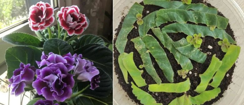 5 loại hoa “vĩnh cửu”, lá chỉ cần chạm đất sẽ bén rễ, một lần nhân giống được cả 100 chậu - 2