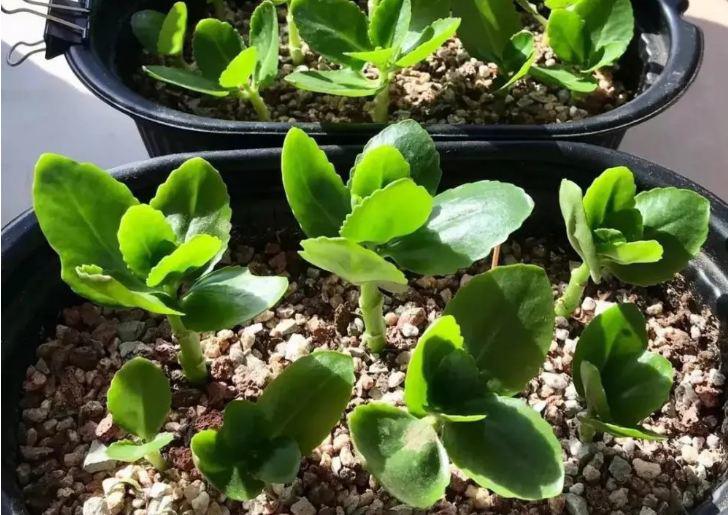 5 loại hoa “vĩnh cửu”, lá chỉ cần chạm đất sẽ bén rễ, một lần nhân giống được cả 100 chậu - 1