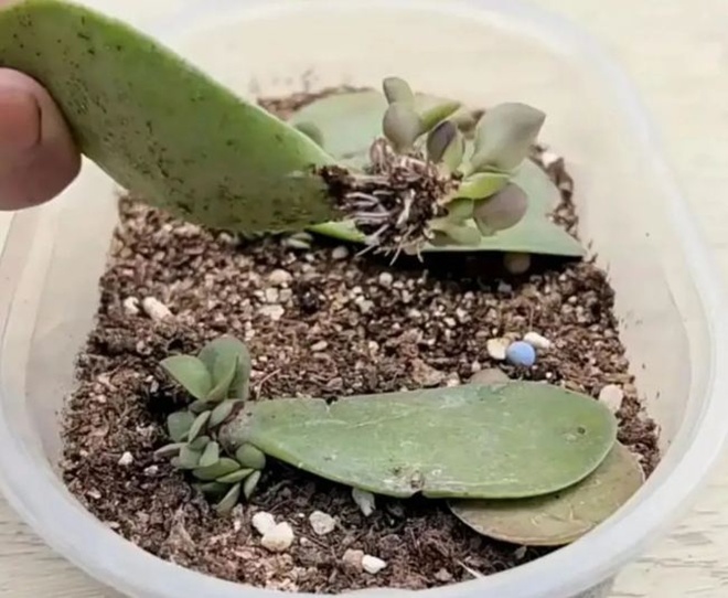 5 loại hoa “vĩnh cửu”, lá chỉ cần chạm đất sẽ bén rễ, một lần nhân giống được cả 100 chậu - 3