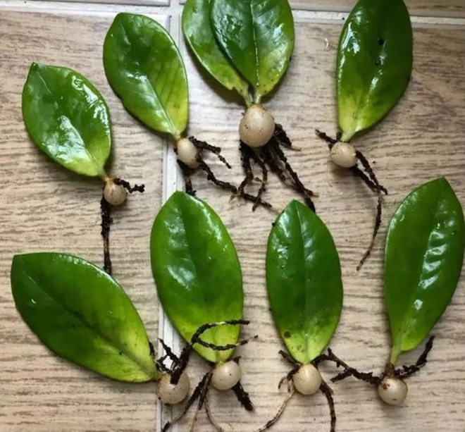 5 loại hoa “vĩnh cửu”, lá chỉ cần chạm đất sẽ bén rễ, một lần nhân giống được cả 100 chậu - 4