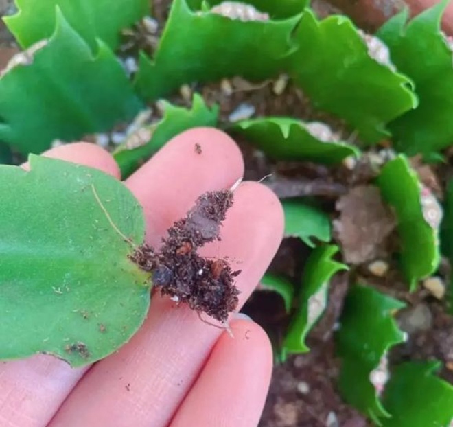 5 loại hoa “vĩnh cửu”, lá chỉ cần chạm đất sẽ bén rễ, một lần nhân giống được cả 100 chậu - 5