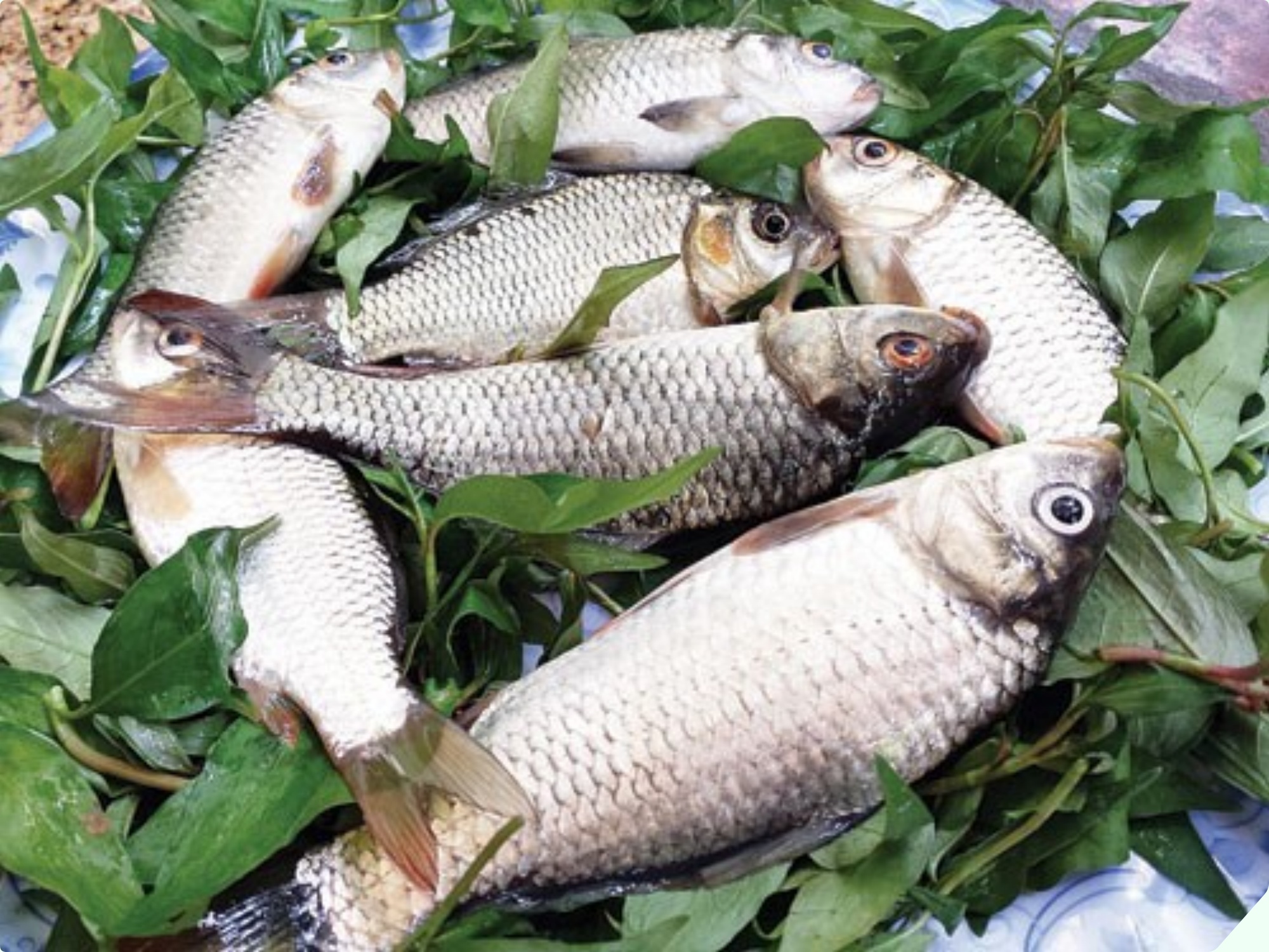 Loại cá từng thất sủng xưa chẳng ai ăn nay bán 90.000đ/kg, mua về kho với nghệ được món ngon &#34;tụt lưỡi&#34; - 1