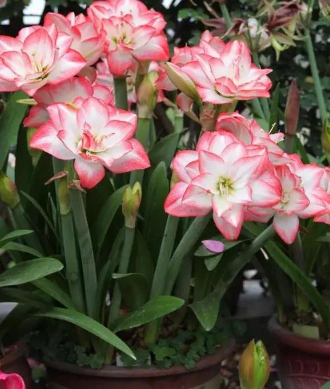 3 loại hoa trồng bằng củ sống khỏe re, hoa nở rực rỡ, nở to như bát chậu - 1