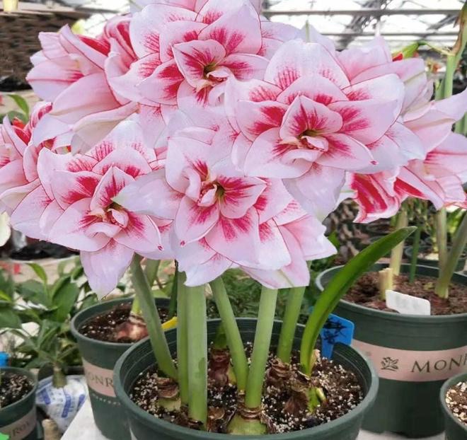 3 loại hoa trồng bằng củ sống khỏe re, hoa nở rực rỡ, nở to như bát chậu - 2