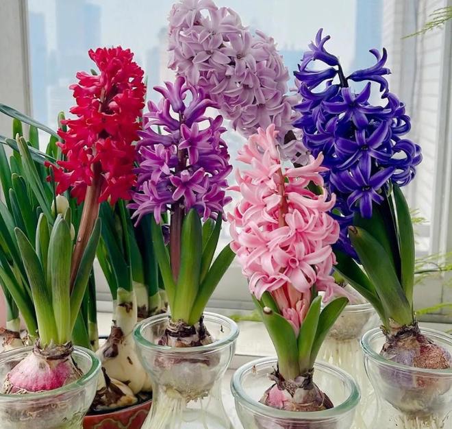 3 loại hoa trồng bằng củ sống khỏe re, hoa nở rực rỡ, nở to như bát chậu - 4