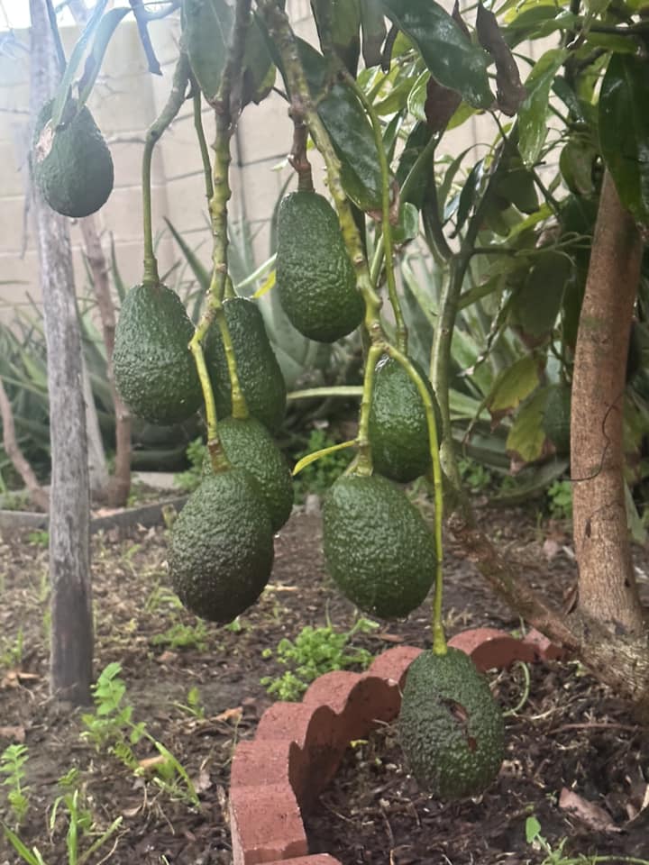 Cuộc sống của "Vua cá Koi" Thắng Ngô và vợ kém 13 tuổi sau gần 1 năm về chung nhà - 3